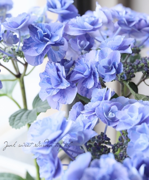 紫陽花　アジサイ　イリス、フェアリーマーブル　ブルー　２鉢セット　花苗Ｂ 楽天市場】【花終わり】アジサイ（紫陽花・あじさい