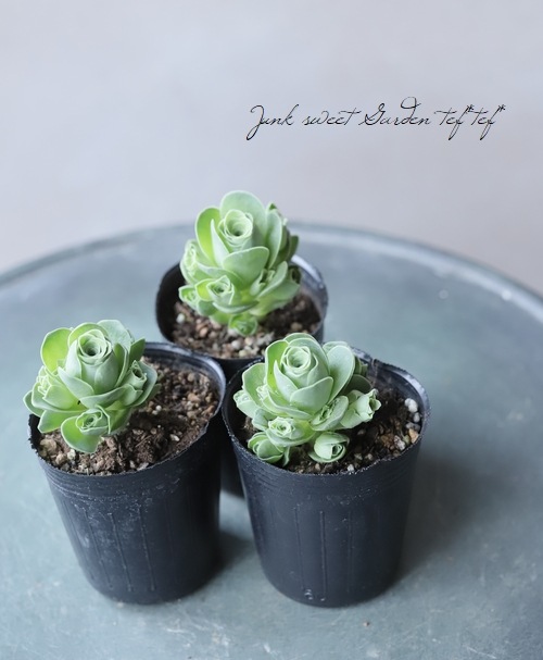 多肉植物】 『ドドランタリス』 グリーノビア属 | すべての商品