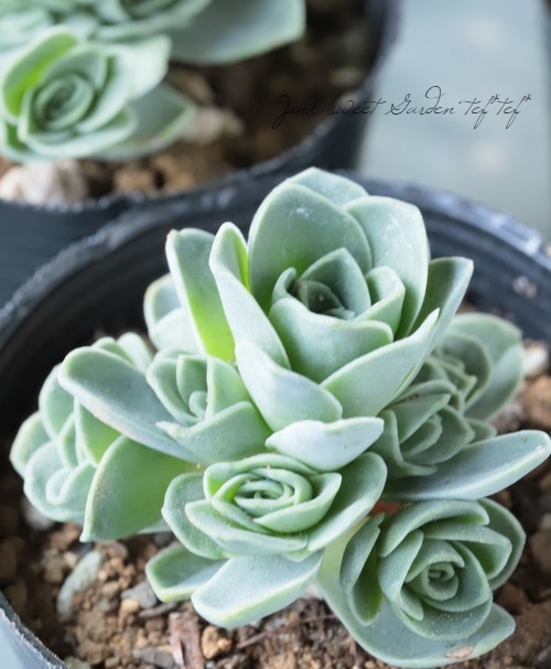 多肉植物】 『ドドランタリス』 グリーノビア属 | すべての商品