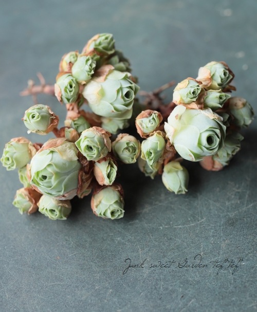 ��¿����ʪ�ۡ��إɥɥ�󥿥ꥹ�١����꡼�Υӥ�°