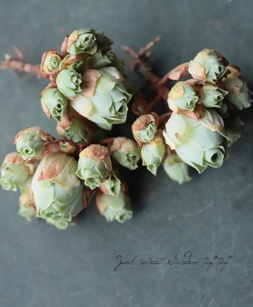 ��¿����ʪ�ۡ��إɥɥ�󥿥ꥹ�١����꡼�Υӥ�°