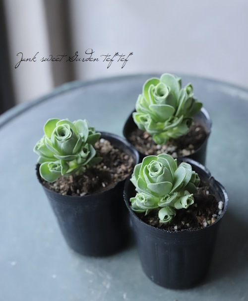 ��¿����ʪ�ۡ��إɥɥ�󥿥ꥹ�١����꡼�Υӥ�°