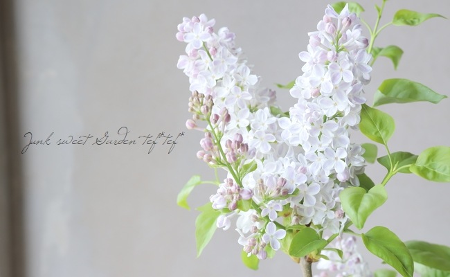 ライラック・ブルガリス 『リラワンダー』 | すべての商品 | | Junk