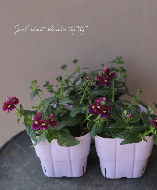 �͵��餭�����ɺ��ͥ᥷�����˥� �إܥ�ɡ���