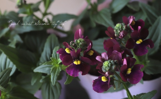 �͵��餭�����ɺ��ͥ᥷�����˥� �إܥ�ɡ���