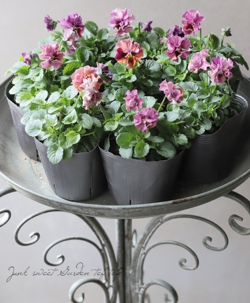 ☆育種うえたオリジナルビオラ 『マーブル』 | すべての商品 | | Junk