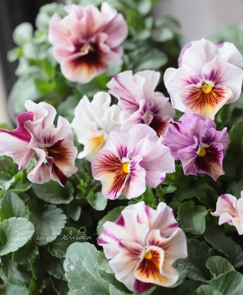 ☆育種うえたオリジナルビオラ 『マーブル』 | すべての商品 | | Junk