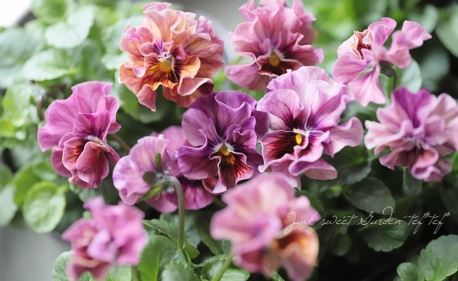 ☆育種うえたオリジナルビオラ 『マーブル』 | すべての商品 | | Junk