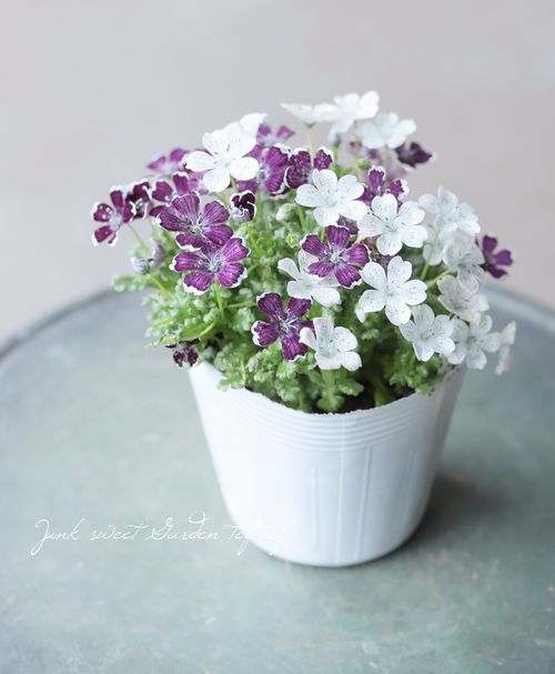 �ͥ�ե��� �إڥˡ��֥�å��١ߡإ��Ρ����ȡ���� 2���餭