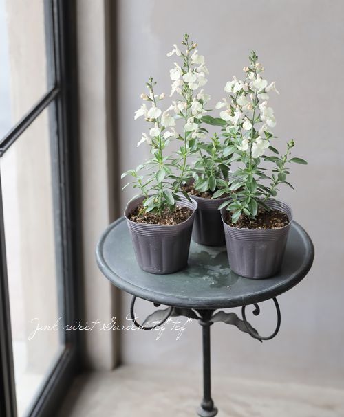 宿根サルビア・ミラージュ 『クリーム』 チェリーセージ