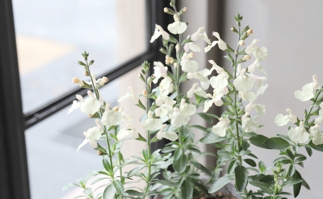 宿根サルビア・ミラージュ 『クリーム』 チェリーセージ