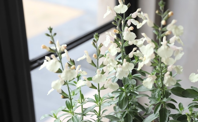 宿根サルビア・ミラージュ 『クリーム』 チェリーセージ | すべての