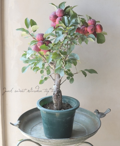 姫林檎 nihonkaki_z-1085023