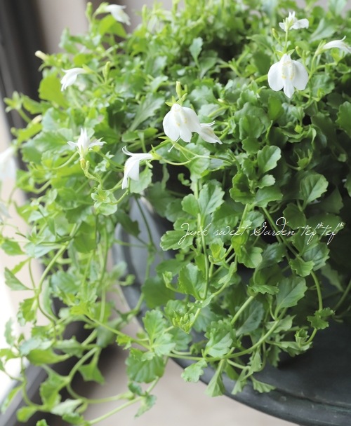 クリーピングマズス サギゴケ ホワイト グランドカバーに すべての商品 Junk Sweet Garden Tef Tef