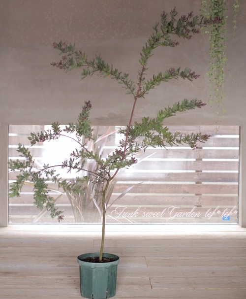 銀葉アカシア ゴールデンミモザ 『レッドクリスタル』 | すべての商品