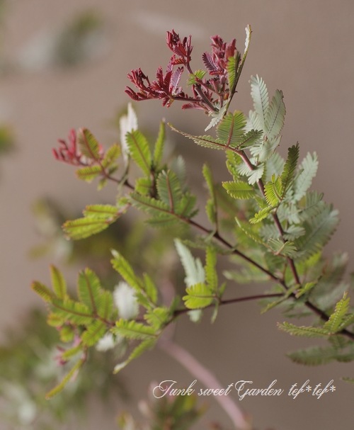 銀葉アカシア ゴールデンミモザ 『レッドクリスタル』 | すべての商品