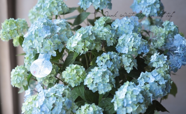 吉岡麗子さん 絞り模様の山紫陽花 津江の小手まり ツエノコデマリ すべての商品 Junk Sweet Garden Tef Tef