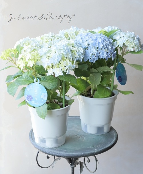 花y…です•*¨*•.¸♬︎ 八重咲き紫陽花 『星てまり』 | すべての商品 | | Junk sweet Garden