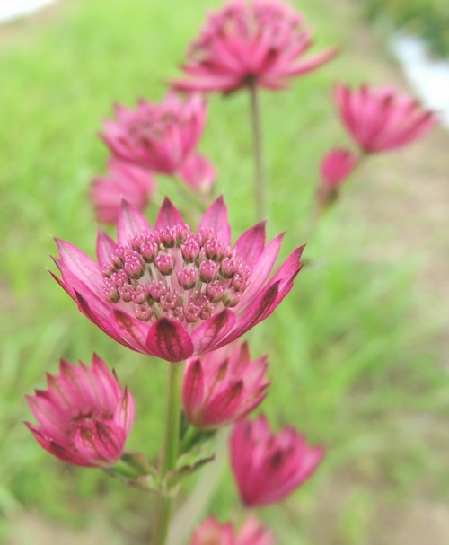 ベニスの花 アストランチャ 『ベニス』 | すべての商品 | | Junk sweet Garden tef