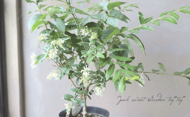 ライラック 『ホワイト』 | すべての商品 | | Junk sweet Garden tef*tef*