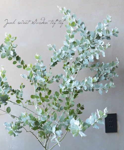 銀葉パールアカシア 『ポダリリーフォリア』 大株優良特大株！【A