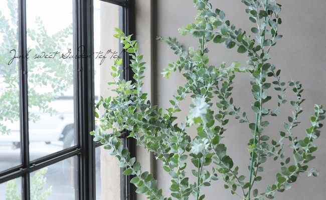 銀葉パールアカシア 『ポダリリーフォリア』 大株優良特大株！【A