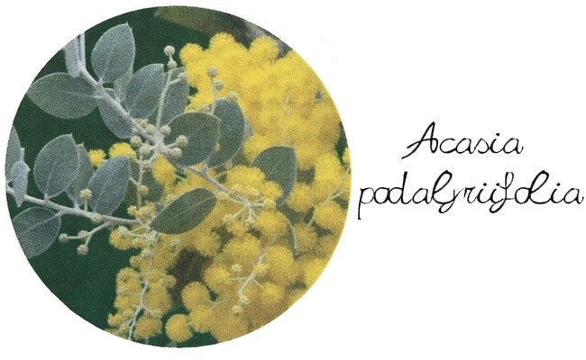 ���եѡ��륢���������إݥ���꡼�ե��ꥢ�� ���ͥ����������ڣ���