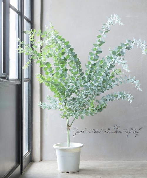 銀葉パールアカシア 『ポダリリーフォリア』 大株優良特大株