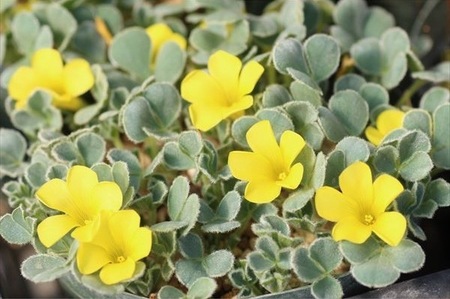 希少種オキザリス・メラノスティクタ 『ケン アスレット』 | すべての