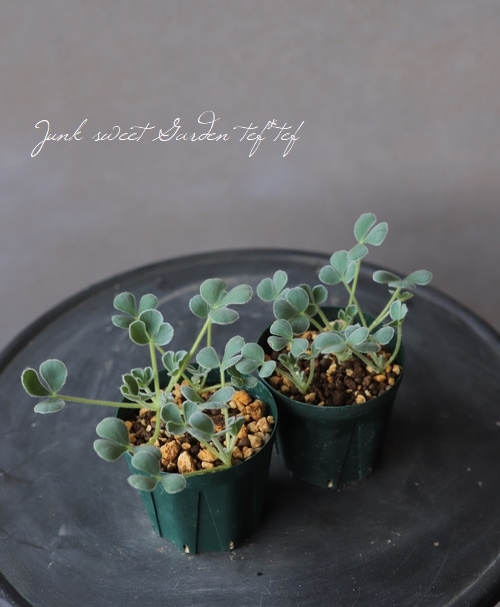 オキザリス　ケンアスレット　ポット苗 オキザリス・メラノスティクタの特徴や育て方、増やし方等の紹介