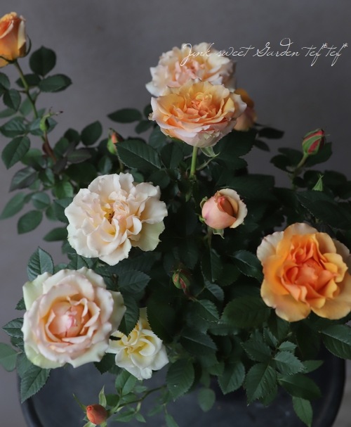 ミニバラ マンダリナ コルダナ すべての商品 Junk Sweet Garden Tef Tef ミニバラ マンダリナ コルダナ すべての商品 Junk Sweet Garden Tef Tef