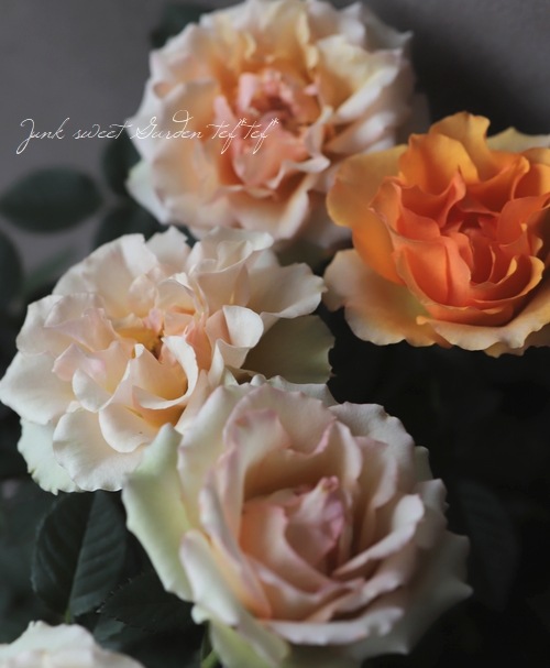 ミニバラ マンダリナ コルダナ すべての商品 Junk Sweet Garden Tef Tef