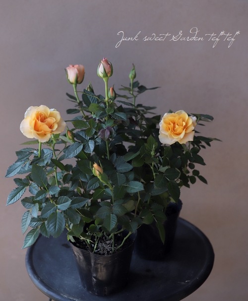 ミニバラ マンダリナ コルダナ すべての商品 Junk Sweet Garden Tef Tef ミニバラ マンダリナ コルダナ すべての商品 Junk Sweet Garden Tef Tef