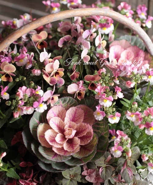 葉牡丹 スノーローズ『あかね×桃かもめ』 ブーケ仕立て | すべての商品