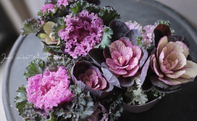 葉牡丹 スノーローズ『あかね×桃かもめ』 ブーケ仕立て | すべての商品