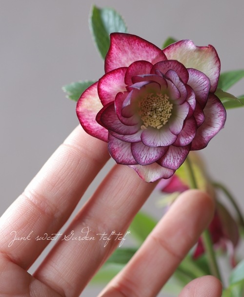 クリスマスローズ 『冬の貴婦人 ダブル』 No.へ | すべての商品