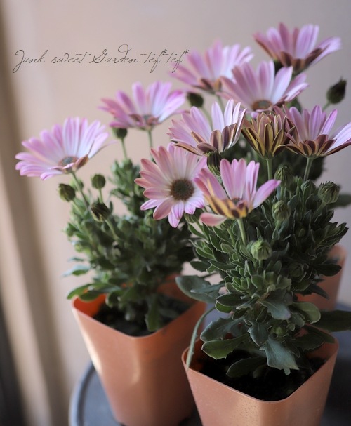 オステオスペルマム アケボノピンク すべての商品 Junk Sweet Garden Tef Tef