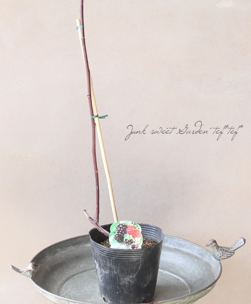 Blackberry Respect for 'D' ダンブル系、7台限定激レア レッド・ゼプフィグ [2022] ドメーヌ・イン・ブラック Domaine in