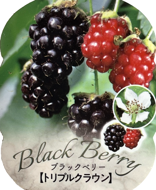 ブラックベリー 『トリプルクラウン』 トゲなし超大粒！ | すべての