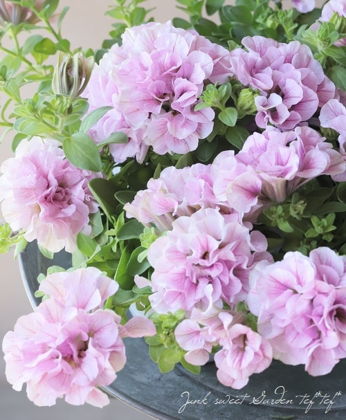 菜花ページ アジサイ フレッシュのホワイトベレナ 3本 | 新鮮お花問屋 Jp-Farmers.com