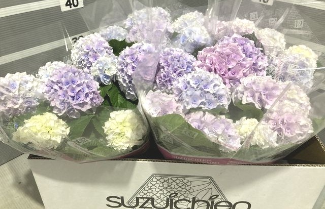 Ȭ�ź餭���۲֡��إ��ꥣ�١��ޡ��֥�