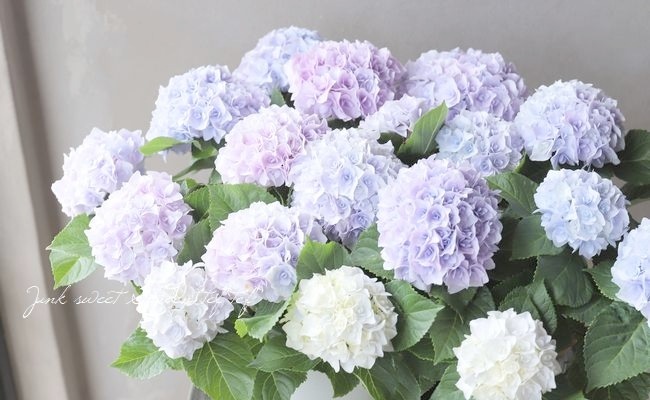 八重咲き紫陽花 『エリィ』 マーブル | すべての商品 | | Junk sweet