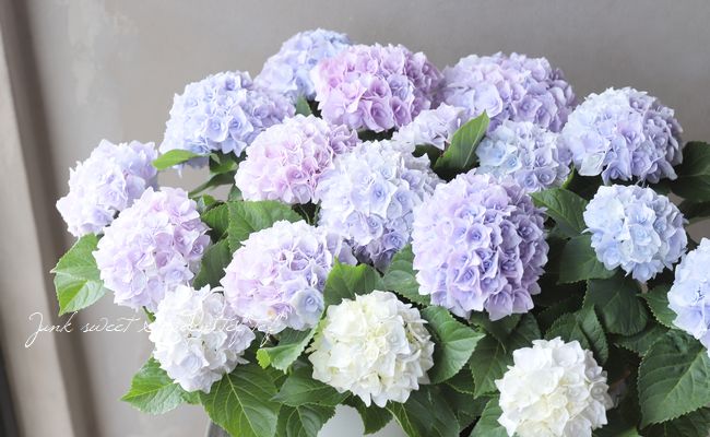 Ȭ�ź餭���۲֡��إ��ꥣ�١��ޡ��֥�