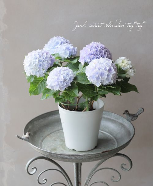 Ȭ�ź餭���۲֡��إ��ꥣ�١��ޡ��֥�