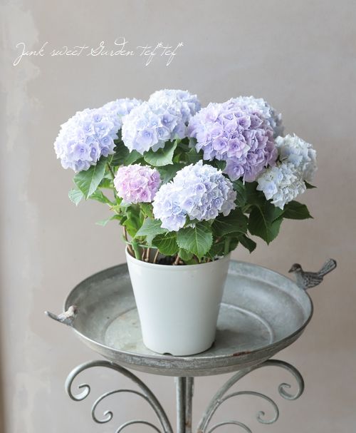 Ȭ�ź餭���۲֡��إ��ꥣ�١��ޡ��֥�