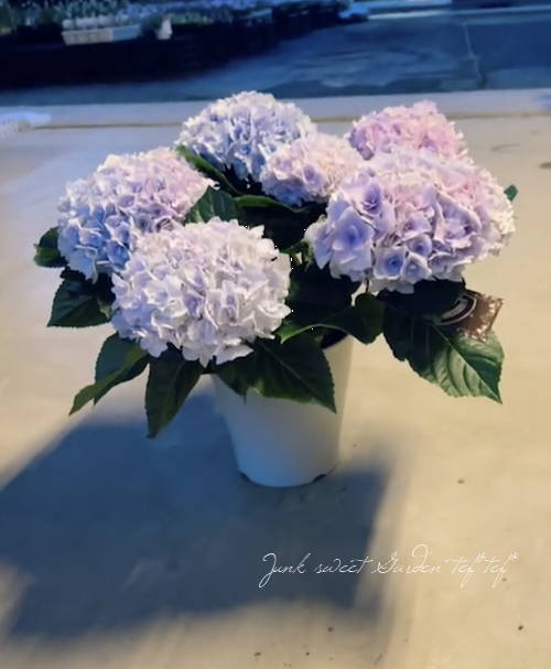 Ȭ�ź餭���۲֡��إ��ꥣ�١��ޡ��֥�