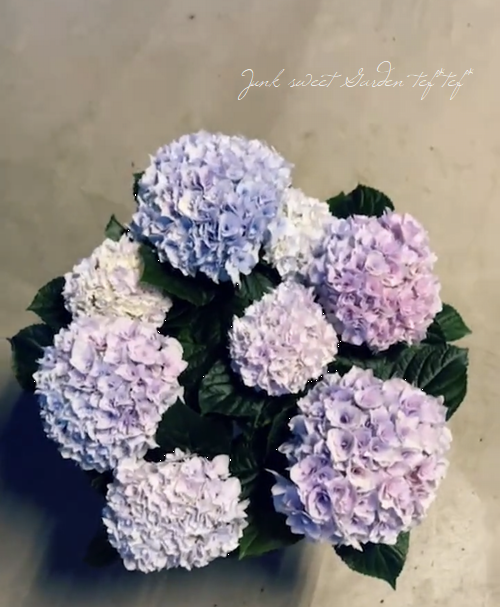 Ȭ�ź餭���۲֡��إ��ꥣ�١��ޡ��֥�