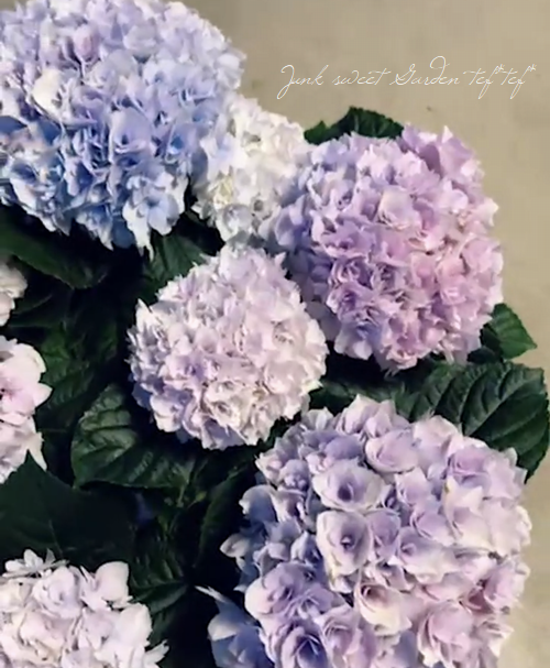 Ȭ�ź餭���۲֡��إ��ꥣ�١��ޡ��֥�