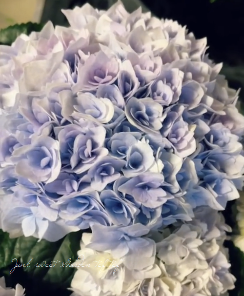 Ȭ�ź餭���۲֡��إ��ꥣ�١��ޡ��֥�