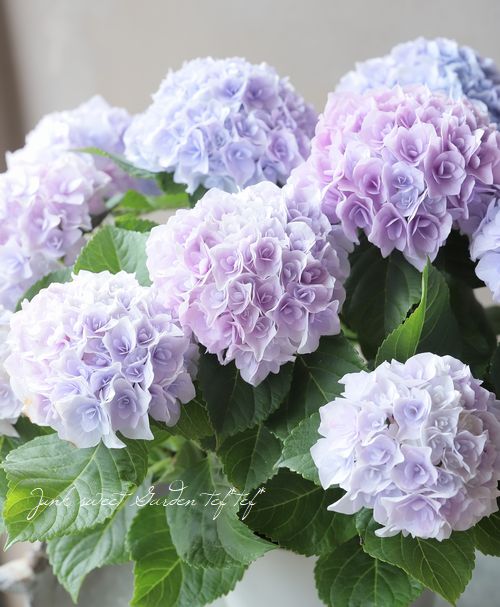 Ȭ�ź餭���۲֡��إ��ꥣ�١��ޡ��֥�